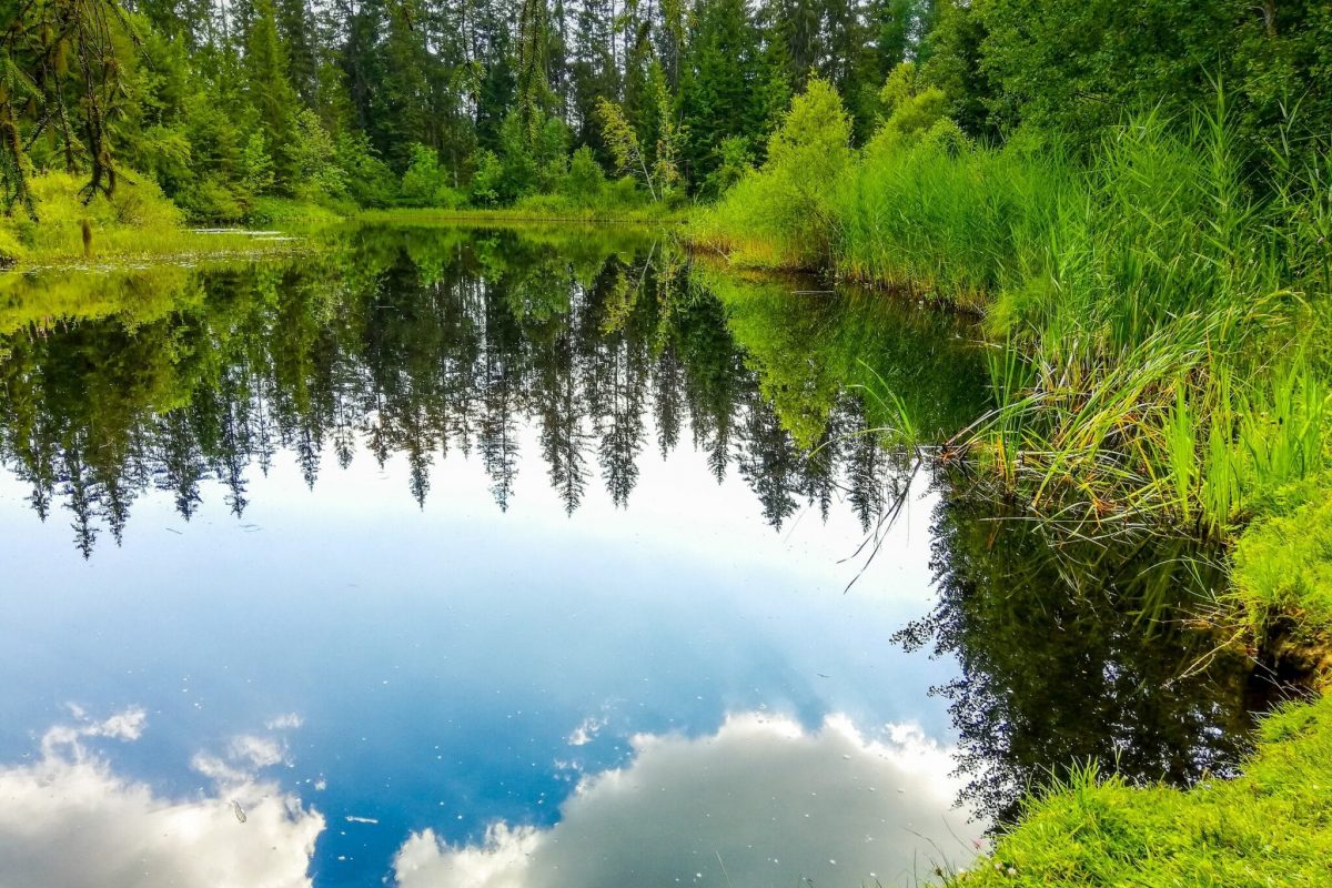 Ein See umgeben von Wäldern. Beim Waldbaden sieht man manch schönes Bild und das Bild zeigt: Grün ist nicht gleich grün